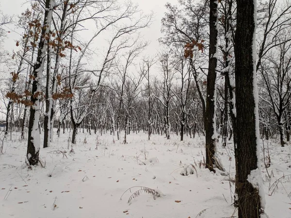 Зимний Пейзаж Снегом Деревьями Черными Деревьями Белым Снегом — стоковое фото