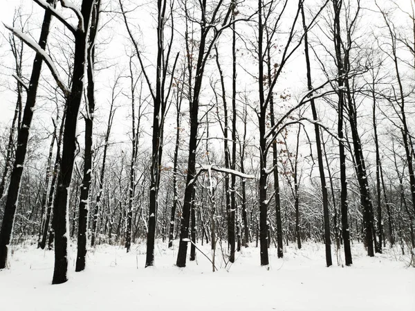Paisagem Inverno Com Neve Árvores Árvores Pretas Neve Branca — Fotografia de Stock