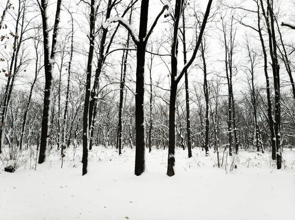 雪と木 黒い木 白い雪のある冬景色 — ストック写真