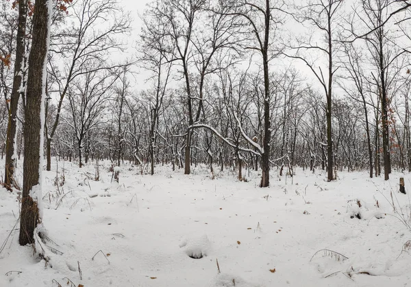 雪と木 黒い木 白い雪のある冬景色 — ストック写真