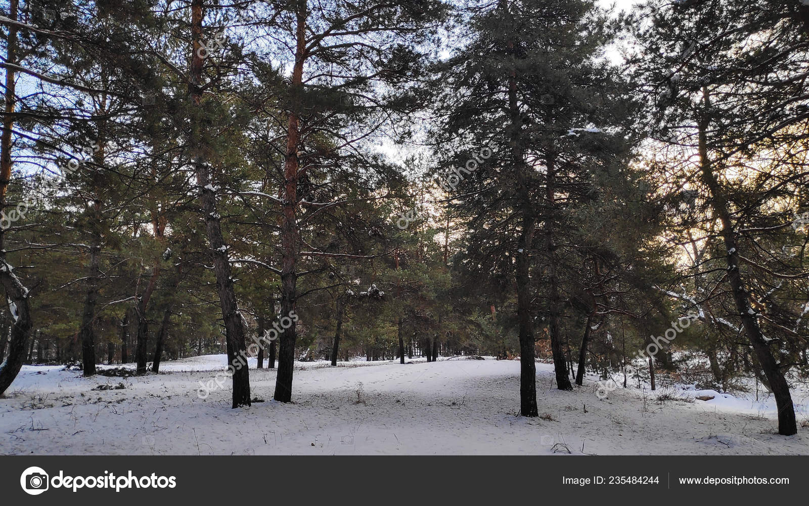 Paysage Forêt Hiver Beaucoup Neige Dans Forêt Arbres Dans Neige â Photographie fotolubitel2017 © #235484244