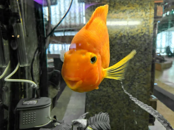 big golden fish beautiful fish, fish in the aquarium