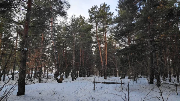 Paisagem Floresta Inverno Muita Neve Floresta Árvores Neve Formato — Fotografia de Stock