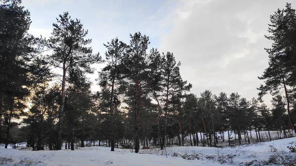 Paysage Forêt Hiver Beaucoup Neige Dans Forêt Arbres Dans Neige — Photo