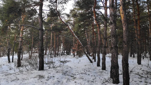 Paisaje Bosque Invierno Mucha Nieve Bosque Árboles Nieve Formato — Foto de Stock