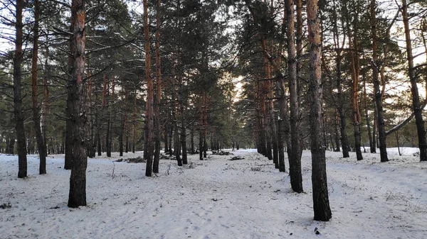Drzewa Krajobraz Zimowy Las Dużo Śniegu Lesie Śniegu Format — Zdjęcie stockowe