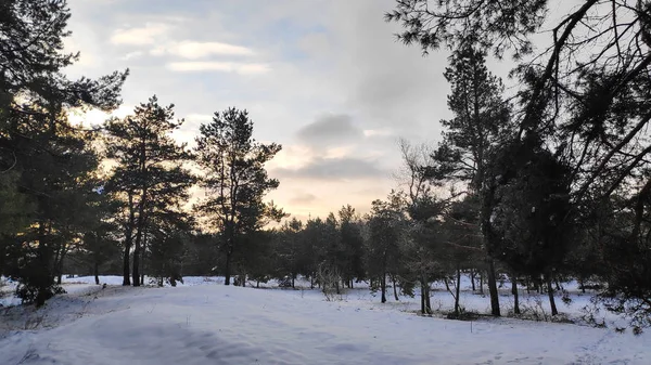 Paisaje Bosque Invierno Mucha Nieve Bosque Árboles Nieve Formato — Foto de Stock