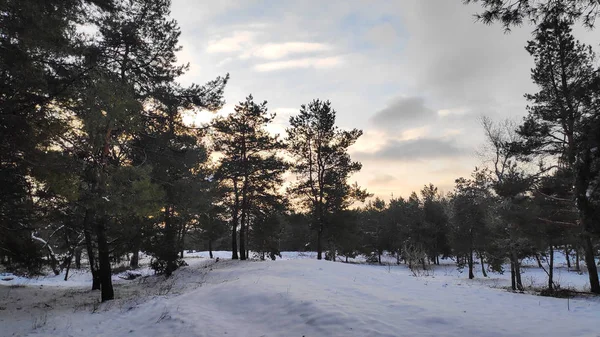 Paisaje Bosque Invierno Mucha Nieve Bosque Árboles Nieve Formato — Foto de Stock