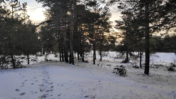 Paisaje Bosque Invierno Mucha Nieve Bosque Árboles Nieve Formato — Foto de Stock