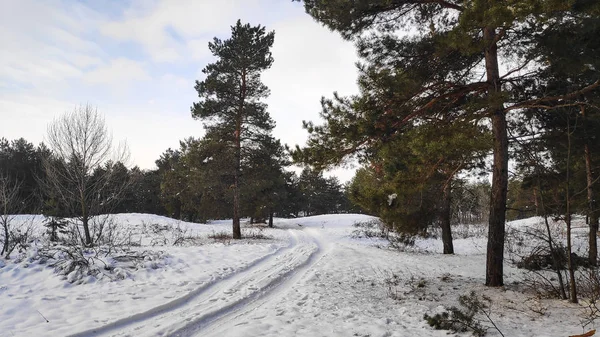 Paisaje Bosque Invierno Mucha Nieve Bosque Árboles Nieve Formato — Foto de Stock