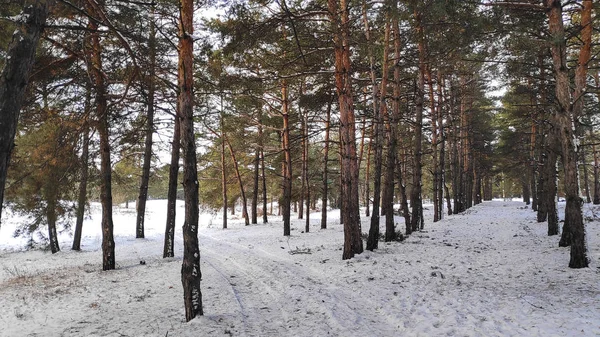 Paisaje Bosque Invierno Mucha Nieve Bosque Árboles Nieve Formato — Foto de Stock