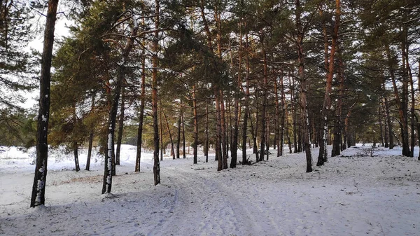 Landscape Winter Forest Lot Snow Forest Trees Snow Format — Stock Photo, Image