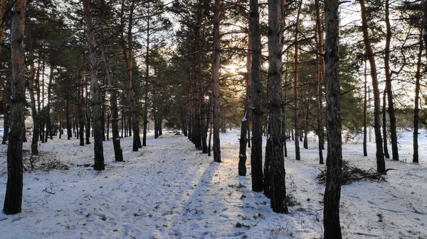 Paisaje Bosque Invierno Mucha Nieve Bosque Árboles Nieve Formato — Foto de Stock