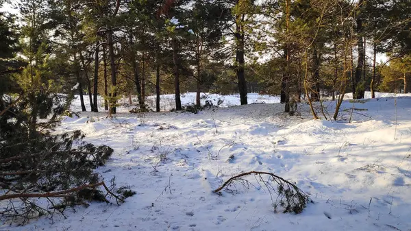 Kar Formatı Manzara Kış Orman Çok Kar Ormandaki Ağaçlar — Stok fotoğraf