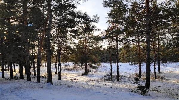 Paisaje Bosque Invierno Mucha Nieve Bosque Árboles Nieve Formato — Foto de Stock