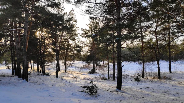 Paisaje Bosque Invierno Mucha Nieve Bosque Árboles Nieve Formato — Foto de Stock