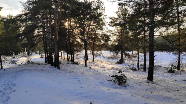 Ландшафтний Зимовий Ліс Багато Снігу Лісі Дерева Снігу Формат — стокове фото