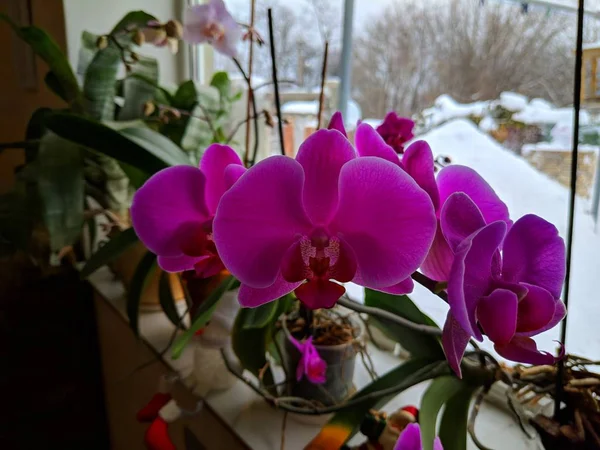 Beautiful Orchids Window Winter Orchid Flowers — Stock Photo, Image