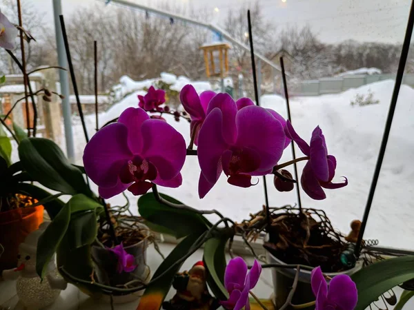 Beautiful Orchids Window Winter Orchid Flowers — Stock Photo, Image