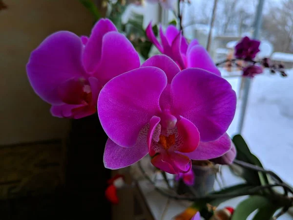 Beautiful Orchids Window Winter Orchid Flowers — Stock Photo, Image