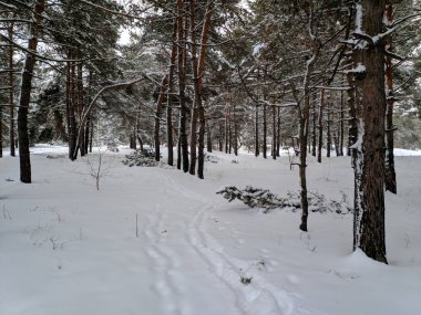 kış manzara orman, derin karda pines, kar dalları üzerinde bir sürü
