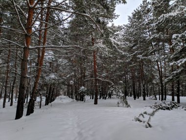kış manzara orman, derin karda pines, kar dalları üzerinde bir sürü