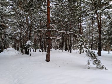 kış manzara orman, derin karda pines, kar dalları üzerinde bir sürü