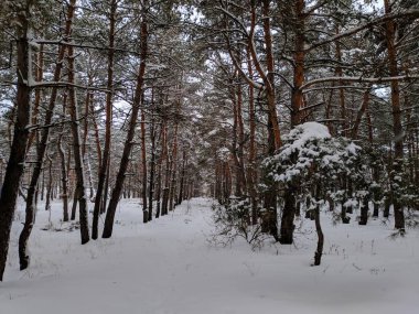 kış manzara orman, derin karda pines, kar dalları üzerinde bir sürü