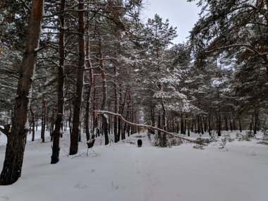 kış manzara orman, derin karda pines, kar dalları üzerinde bir sürü