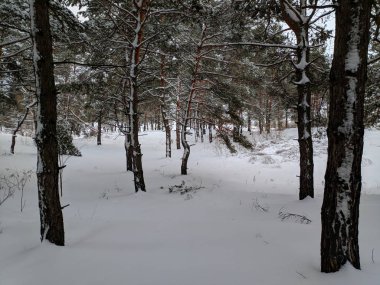 kış manzara orman, derin karda pines, kar dalları üzerinde bir sürü