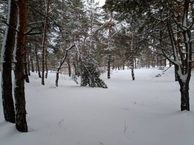 kış manzara orman, derin karda pines, kar dalları üzerinde bir sürü