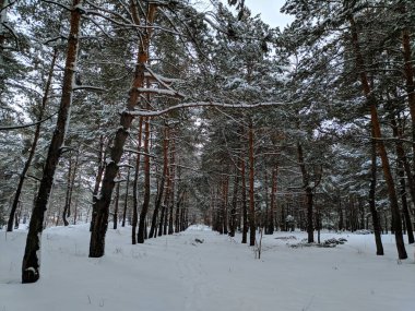 kış manzara orman, derin karda pines, kar dalları üzerinde bir sürü