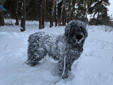 büyük bir siyah köpek içinde belgili tanımlık kar, kar, kar yün üzerinde bir köpek