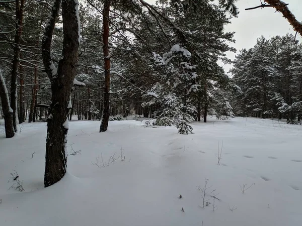 Winterlandschap Het Forest Pines Diepe Sneeuw Een Heleboel Sneeuw Takken — Stockfoto