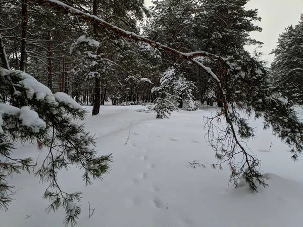 Winterlandschap Het Forest Pines Diepe Sneeuw Een Heleboel Sneeuw Takken — Stockfoto