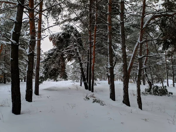 Winterlandschap Het Forest Pines Diepe Sneeuw Een Heleboel Sneeuw Takken — Stockfoto