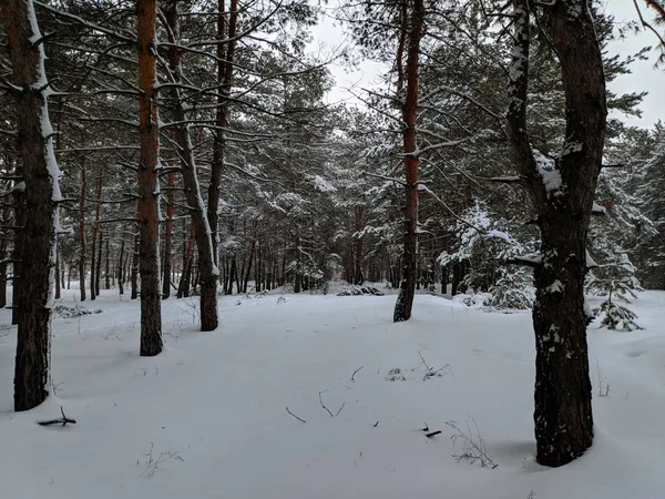 Kış Manzara Orman Derin Karda Pines Kar Dalları Üzerinde Bir — Stok fotoğraf