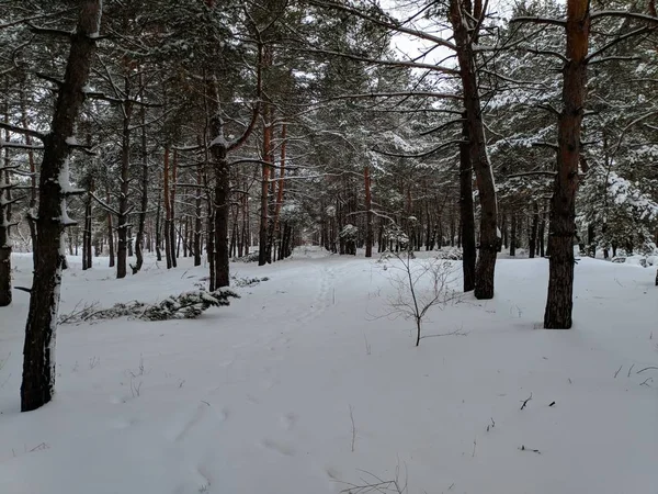 Kış Manzara Orman Derin Karda Pines Kar Dalları Üzerinde Bir — Stok fotoğraf