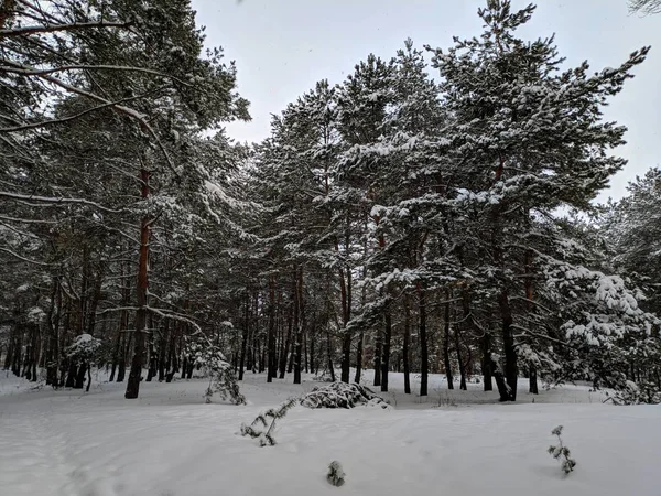 Winterlandschap Het Forest Pines Diepe Sneeuw Een Heleboel Sneeuw Takken — Stockfoto