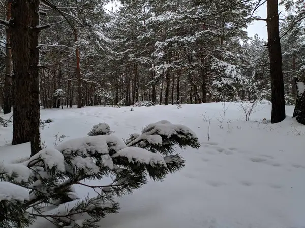 Paisagem Inverno Floresta Pinheiros Neve Profunda Muita Neve Nos Ramos — Fotografia de Stock