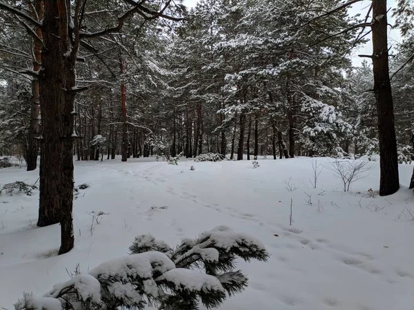 Kış Manzara Orman Derin Karda Pines Kar Dalları Üzerinde Bir — Stok fotoğraf