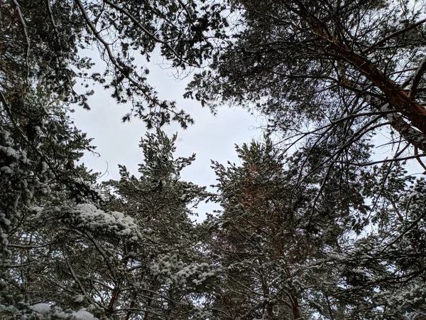 Téli Táj Erdőben Mély Havas Fenyők Sok Ágak — Stock Fotó