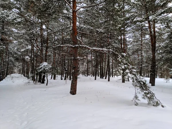 Winterlandschap Het Forest Pines Diepe Sneeuw Een Heleboel Sneeuw Takken — Stockfoto