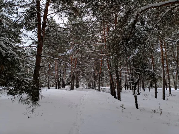 Kış Manzara Orman Derin Karda Pines Kar Dalları Üzerinde Bir — Stok fotoğraf