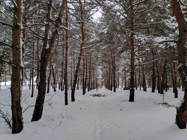 Winterlandschap Het Forest Pines Diepe Sneeuw Een Heleboel Sneeuw Takken — Stockfoto