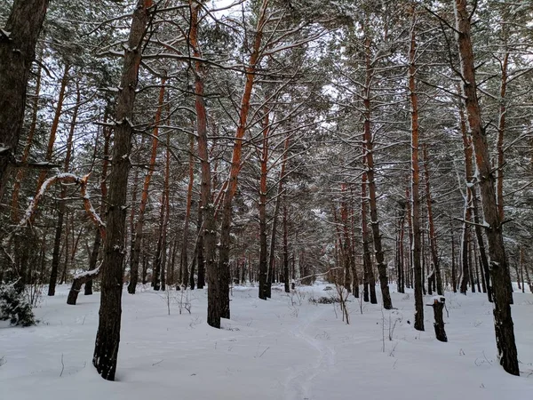 Winterlandschap Het Forest Pines Diepe Sneeuw Een Heleboel Sneeuw Takken — Stockfoto