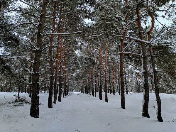 Paisagem Inverno Floresta Pinheiros Neve Profunda Muita Neve Nos Ramos — Fotografia de Stock