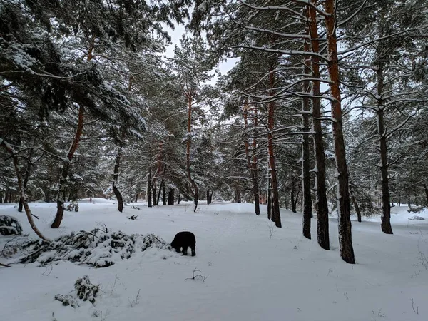 Paisagem Inverno Floresta Pinheiros Neve Profunda Muita Neve Nos Ramos — Fotografia de Stock