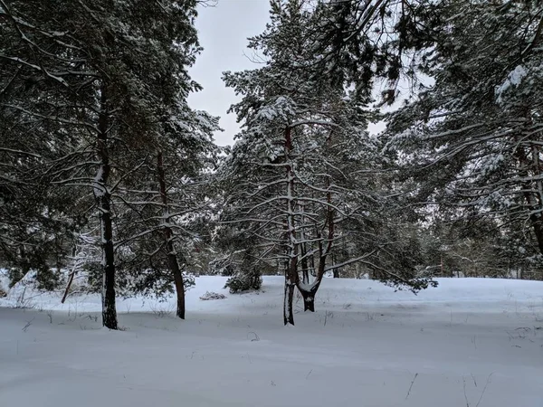 深い雪の中に松があり 枝に雪がたくさんの冬の風景 — ストック写真