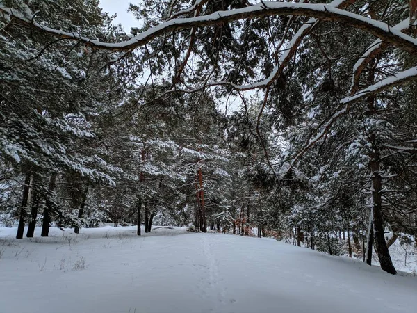 Winterlandschaft Wald Kiefern Tiefschnee Viel Schnee Auf Den Ästen — Stockfoto